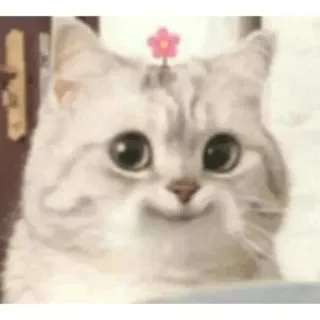 🙂 1f44f140 gatto, fiore, carino, animale, gattino, animale domestico telegram sticker