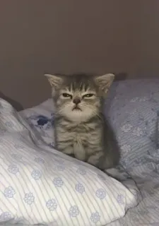 🥱 34d384a1 gattino, gatto, assonnato, animale domestico, carino, animale, letto, felino telegram sticker