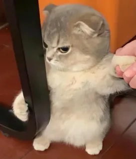 😒 43096448 gatto, gattino, carino, divertente, arrabbiato, animale telegram sticker