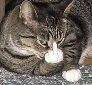 🖕 4758cc60 gatto, dito medio, offensivo, maleducato, animale, meme telegram sticker