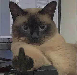 🙄 735f49de gatto, dito medio, offensivo, divertente, animale, meme, scortese telegram sticker