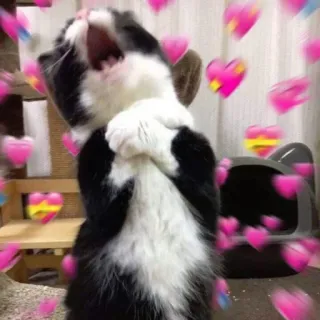 😩 8086fe4d gatto, cuori, amore, carino, animale, animale domestico telegram sticker