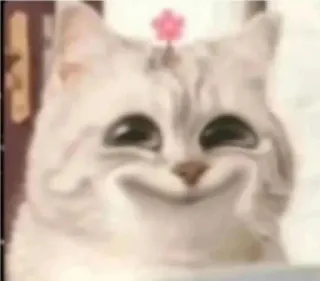 🥹 856d4845 gatto, fiore, carino, animale, gattino, animale domestico telegram sticker