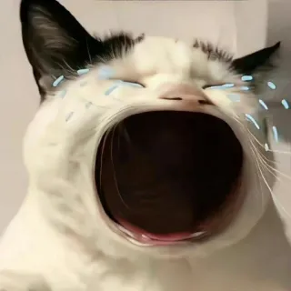 ခရု ကြောင်🥺🤣 telegram stickers