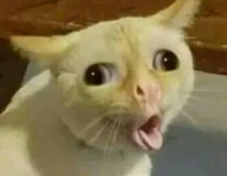 🤢 99632c56 gatto, meme, divertente, scioccato, animale, carino, espressione, ritratto telegram sticker