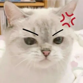 😠 b803f8f4 gatto, arrabbiato, infastidito, animale domestico, felino, adesivo, carino telegram sticker
