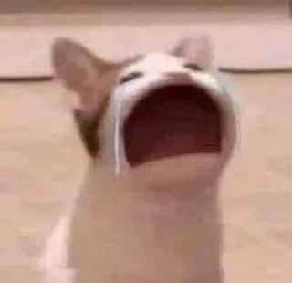 😭 cce1feb1 gatto, piangere, meme, triste, animale, animale domestico, mammifero telegram sticker