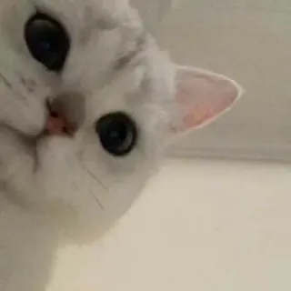 🫡 e3d0313e gatto, gatto bianco, animale, animale domestico telegram sticker