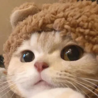 🥺 f441b24d gatto, carino, animale, animale domestico, gattino, peloso, domestico telegram sticker