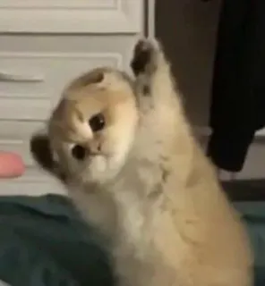 🤕 fecd8dcf gatto, animale, carino, gattino, divertente, adorabile telegram sticker