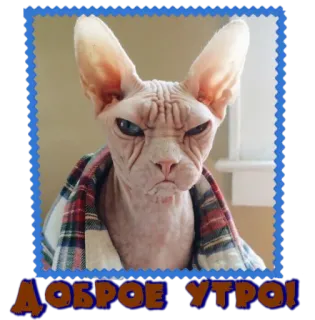 😋 20eb2c3b ДОБРОЕ УТРО! chat, sphynx, animal, matin, Bonjour telegram sticker