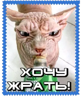 🤣 74f3e05c ХОЧУ ЖРАТЬ! chat, sphynx, russe, autocollant, affamé, animal, animal de compagnie telegram sticker