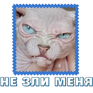 😏 8685489a НЕ ЗЛИ МЕНЯ chat, sphynx, en colère, mème, animal de compagnie, chat sans poils, drôle telegram sticker