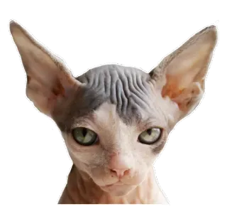 😊 932f1df5 chat, sphynx, chat nu, animal, animal de compagnie telegram sticker