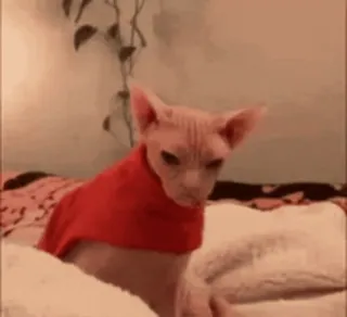 🐈 00b6221d chat, sphynx, pull, animal telegram sticker