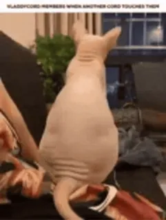 🐈 5408b2e6 telegram sticker