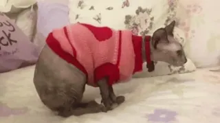 🐈 5507e001 chat, pull, animal, animal de compagnie, sphynx telegram sticker