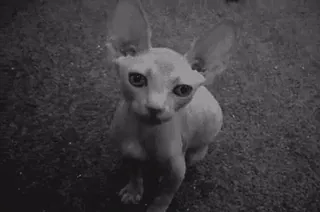 🐈 607a50d3 chat, sphynx, chaton, mignon, animal, animal de compagnie telegram sticker