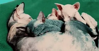 🐈 7e27f60d chat, chat sphinx, chat sans poil, animaux de compagnie, animaux, chaton telegram sticker