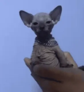 🐈 c552949a chat, sphynx, sans poil, animal de compagnie, animal, chaton telegram sticker