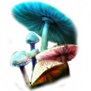 🌟 463d7012 nấm, nấm, thiên nhiên, thực vật, rừng, nấm độc, ảo giác telegram sticker