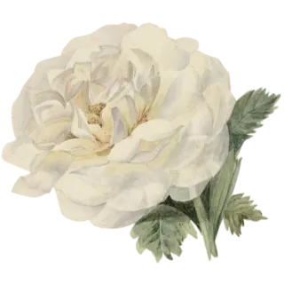 🌟 7ff23c3f hoa, trắng, hoa hồng, hoa, thực vật học, thiên nhiên telegram sticker