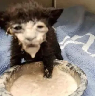 🤭 4492cc33 anak kucing, kucing, hewan, peliharaan, lucu, berantakan, makan whatsapp sticker