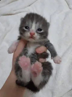 😚 55a1302f anak kucing, kucing, hewan peliharaan, hewan, lucu, kecil, bayi whatsapp sticker