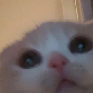 ✨ 7a3588ff kucing, anak kucing, lucu, binatang, hewan peliharaan, lucu, meme whatsapp sticker