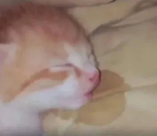 🤕 a6512e10 kucing, tidur, binatang, hewan peliharaan, imut whatsapp sticker