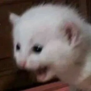 😠 dea1dc43 kucing, anak kucing, berteriak, berteriak, hewan, hewan peliharaan whatsapp sticker