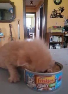 😘 efa684f7 Friskies GRAVY S makanan kucing, Friskies, saus, makanan hewan, anjing, makanan whatsapp sticker