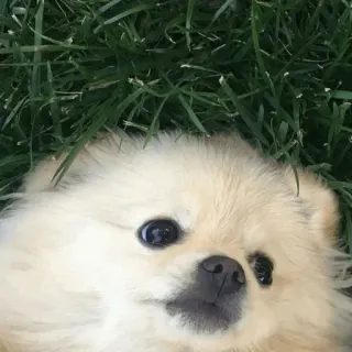 [ᴅᴏɢ] telegram stickers