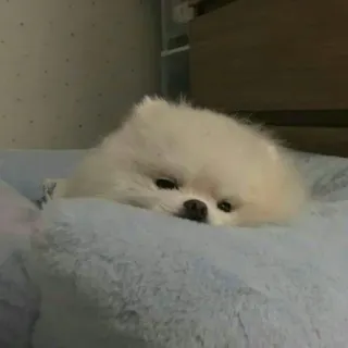 🐾 0c0edbfa anjing, pomeranian, imut, hewan, peliharaan, putih, berbulu telegram sticker