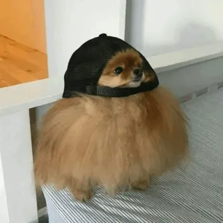 👩‍🦯 12743e2c anjing, pomeranian, topi, hewan, lucu, peliharaan telegram sticker