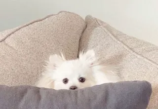 💥 1606a091 anjing, anjing putih, anak anjing, imut, hewan peliharaan, binatang telegram sticker