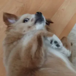 🕸 2e0eb922 anjing, hewan peliharaan, binatang, lucu, berbulu, hewan domestik telegram sticker