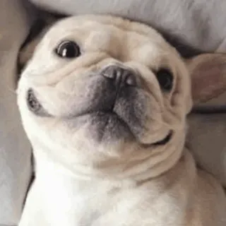 🔪 30331636 anjing, bulldog prancis, anak anjing, hewan, hewan peliharaan, lucu, tersenyum telegram sticker