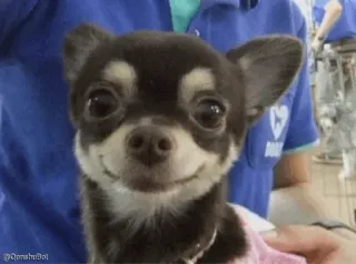 🐶 314c3b80 @Qomshidol anjing, chihuahua, hewan peliharaan, binatang, lucu telegram sticker