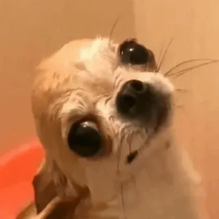 🐶 321285c3 chihuahua, anjing, basah, hewan, mandi, imut telegram sticker