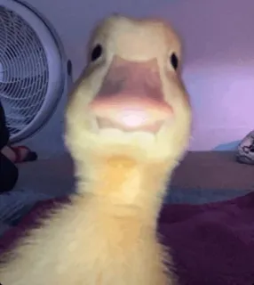 🐤 3d9417c4 bebek, binatang, lucu, burung telegram sticker