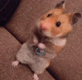 🐹 46655054 hamster, binatang pengerat, hewan, imut, hewan peliharaan, menggemaskan, lucu telegram sticker