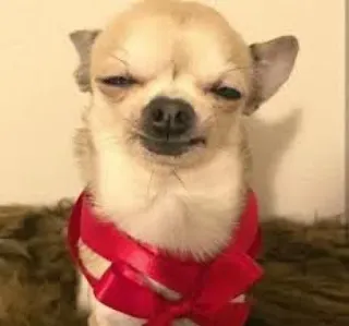 [ᴅᴏɢ] telegram stickers