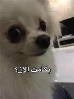 🐶 4dadb5e2 بكاممت الان؟ anjing, hewan peliharaan, binatang, imut, lucu, teks, persia telegram sticker
