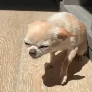 🐶 4f95a1b4 anjing, chihuahua, hewan, binatang peliharaan, anjing kecil, imut, mamalia telegram sticker