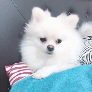 🐾 559342e0 anjing, hewan peliharaan, binatang, lucu, anak anjing, anjing putih telegram sticker