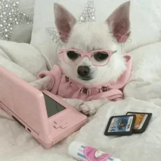 🐾 55ff3fab anjing, chihuahua, permainan, merah muda, imut, hewan peliharaan telegram sticker