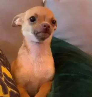 🐶 5e2fe9db anjing, chihuahua, imut, hewan peliharaan, binatang telegram sticker