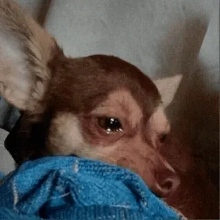 🦎 66dd7523 anjing, chihuahua, hewan, lucu, peliharaan, anak anjing telegram sticker