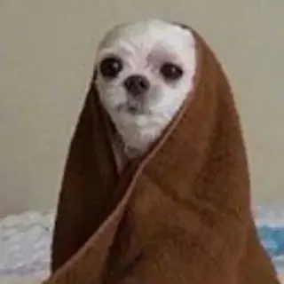 🐾 66e4e3d4 anjing, handuk, imut, hewan peliharaan, binatang telegram sticker